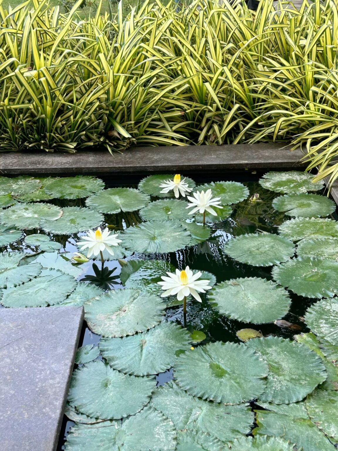 Discovering the Symbolism Behind Water Lilies