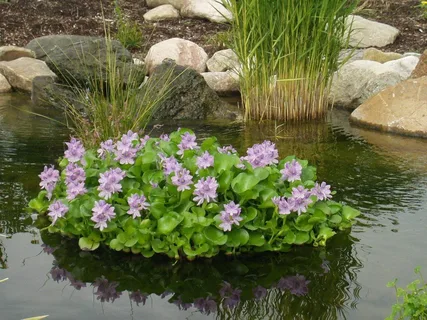 Buy Pond Plants Online: Tips for Selecting Quality Aquatic Plants