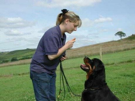 Dog Boarding Pickup Service Phoenix What to Know